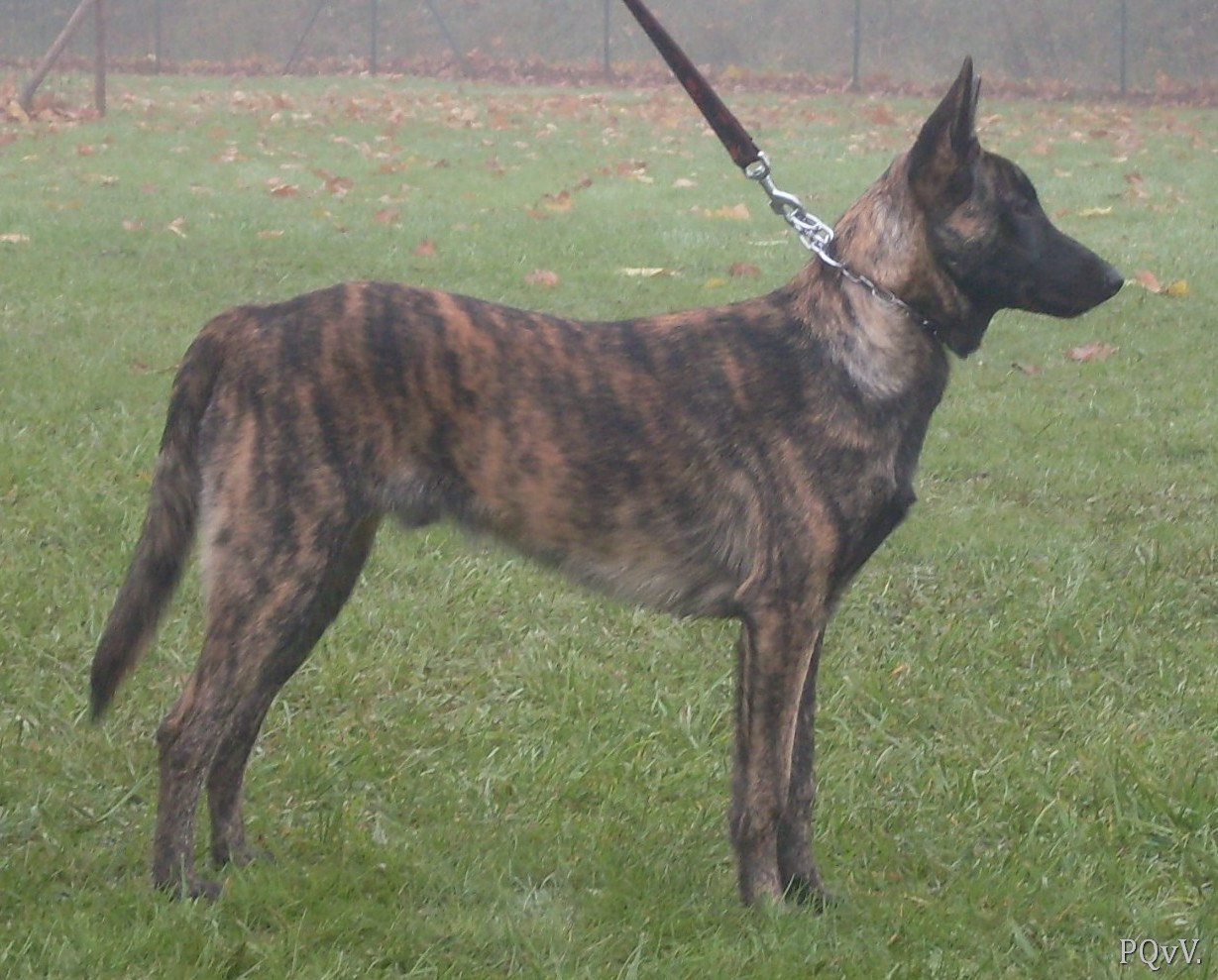  Mac Khalahann’s Haston